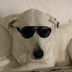 Prediksi Harga gringo