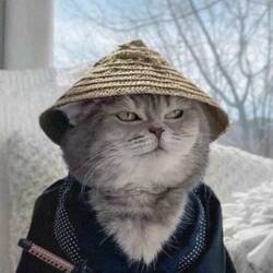 Samurai Cat 图标