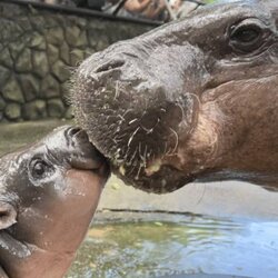 Prediksi Harga Jonah