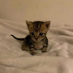 Prediksi Harga Bobby