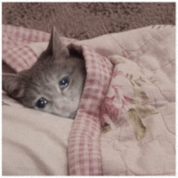 Prediksi Harga SadCat