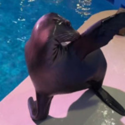 Arie The Sealion Logo