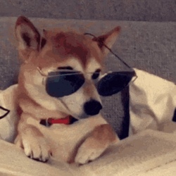 Prediksi Harga dogwithSHDZ