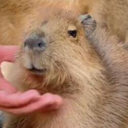 Shrimp Paste价格预测