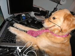 Golden Bailey 图标