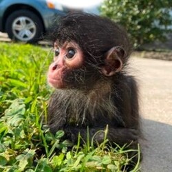 winston spider monkey价格预测