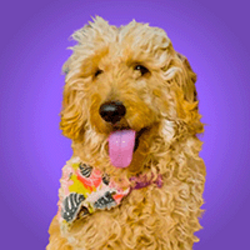 First AI Owned Dog价格预测