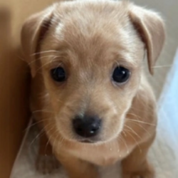 willy Price Prediction