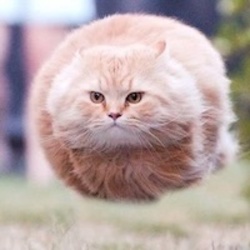 Hover Cat