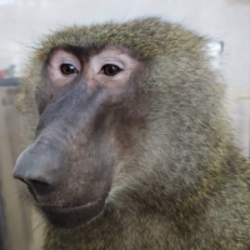 Prediksi Harga ELVIS