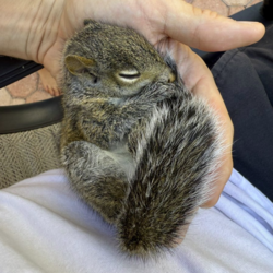 Blueberry The Squirrel价格预测