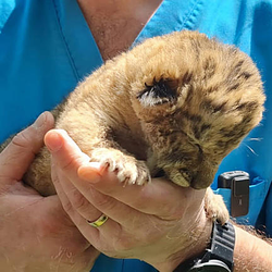 Prediksi Harga Goliath