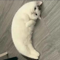 Prediksi Harga Mooncat