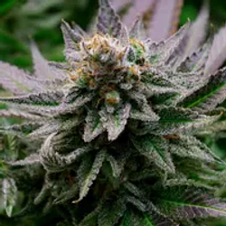 CANNABIS价格预测