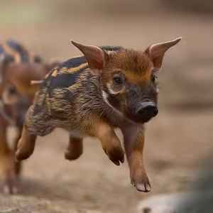 HOGDOG/RWF: Konverter & Kalkulator HOGDOG (HOGDOG) ke Rwandan Franc (RWF) <br />