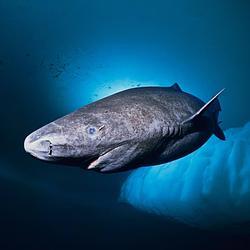Greenland Shark价格预测