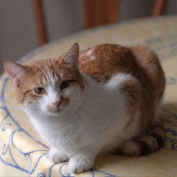 Prediksi Harga Tibanne Thecat