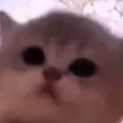 jam cat Logo