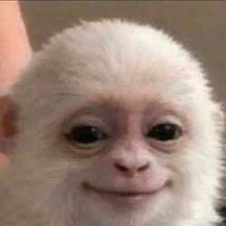 Albert the Monkey Logo