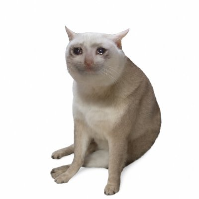 Cash Cat