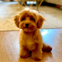 Pooch Price Prediction