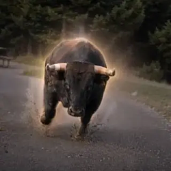 The Charging Bison