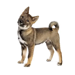 Logo de Shikoku Dog