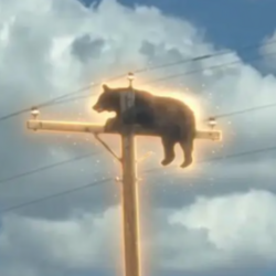 Logo Bear On Pole