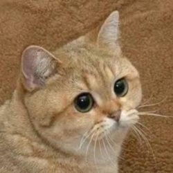 Starecat价格预测