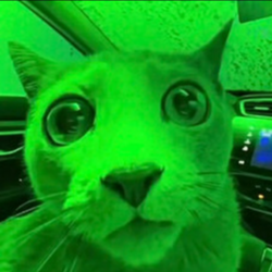 Market Cat Price Prediction