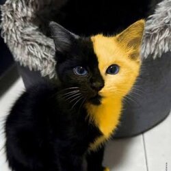 Bicat Price Prediction