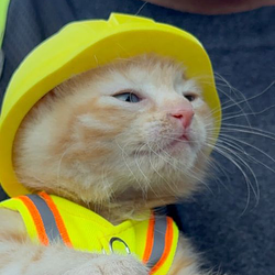 Logo cat wif helmet