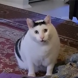 Huh The Viral Cat Logo