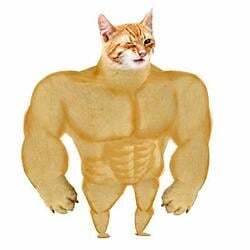 Swole Cat Logo