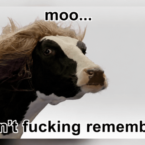 Logo Memory cow Moo
