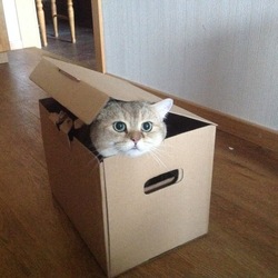 Logo Boxed Cat