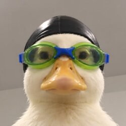 Nasduck Price Prediction