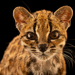 Logo Leopardus Tilcayo