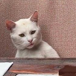 The Annoyed Cat Logo
