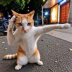 Karate Cat 图标