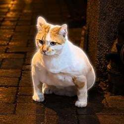 Gigacat（GIGACAT）代币经济学