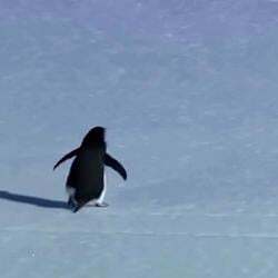Logo Nihilist Penguin