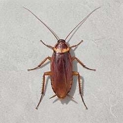 Logo cockroach