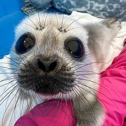 Logo Save The Seals