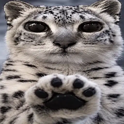 Logo paws at you